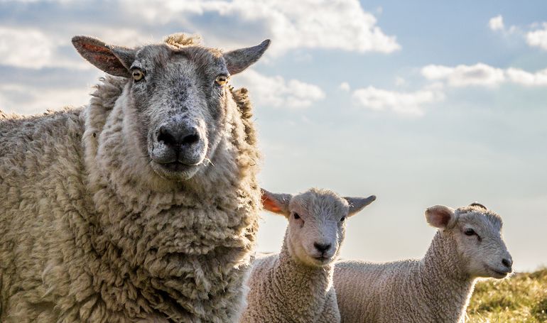 Sheepish Sheepish
