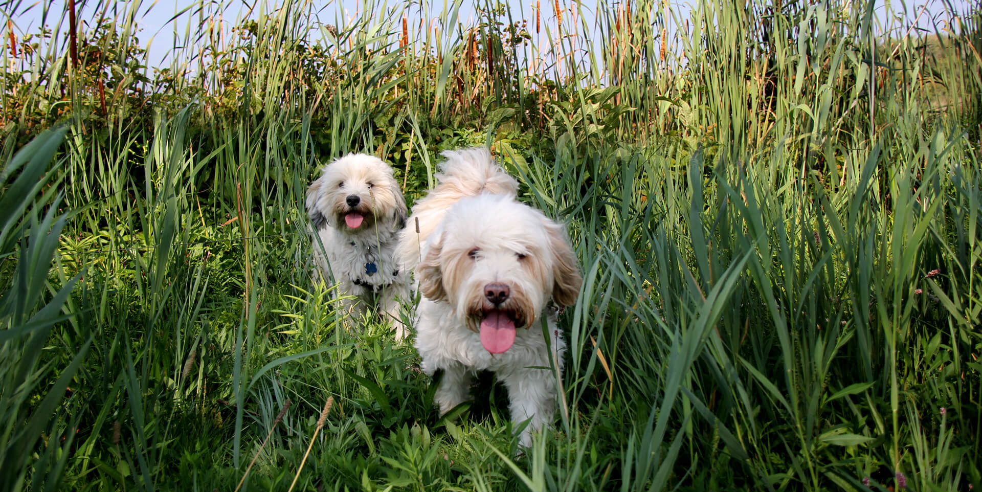 Five Marketing Tasks for the Dog Days of Summer Five Marketing Tasks for the Dog Days of Summer